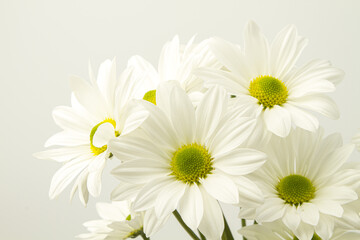 Obraz premium White chrysanthemums on a white background. Bouquet of flowers