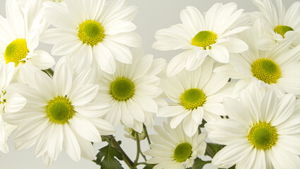 White chrysanthemums on a white background. Bouquet of flowers