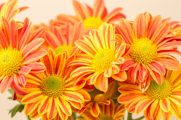Red chrysanthemums on a white background. Bouquet of flowers