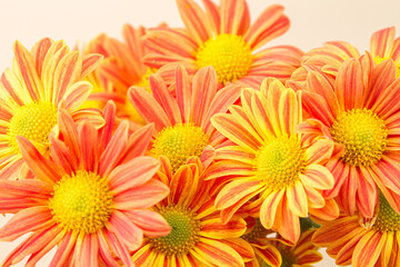 Red chrysanthemums on a white background. Bouquet of flowers