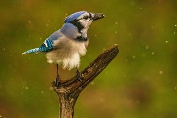 blue jay perched on a branch in rain