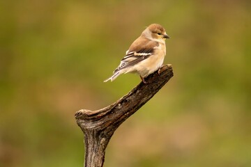 Goldfinch perched on a branch
