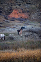 Wild (feral) horses in Theodore Roosevelt National Park, North Dakota