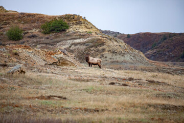 Elk in Theodore Roosevelt National Park, North Dakota