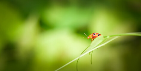 A ladybug with orange color and black spot is perching on the plant stem on blurred green garden background with copy space.Ecology in environment concept.