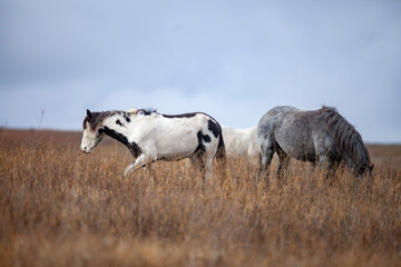 Wild (feral) horses in Theodore Roosevelt National Park, North Dakota