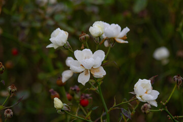 White rose flowers on the bush in the garden. Macro photography.