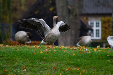 Greylag goose (Anser anser) in the park