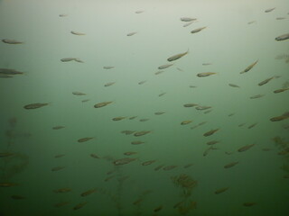 shoal of juvenile fish underwater