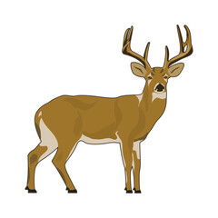 Naklejka na ściany i meble Wild Deer Vector Illustration EPS