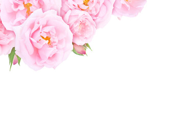 Pale pink roses and buds in the corner isolated transparent png. Floral greeting card or invitation.