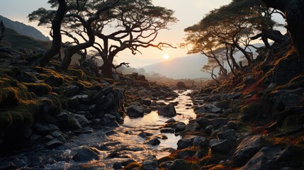  a stream running through a forest filled with lots of rocks and trees with the sun setting in the distance behind the trees and the water running through the rocks in the foreground.