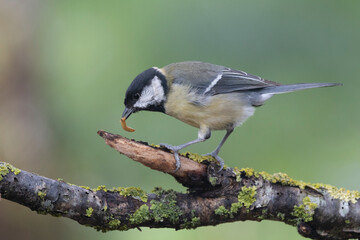 Fototapeta premium Kohlmeise (Parus major) 