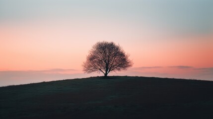  a lone tree on top of a hill with a pink sky in the backgrounnd of the picture and a pink sky in the backgrounnd.