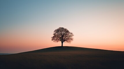  a lone tree sitting on top of a hill in the middle of the day with the sun setting in the sky over the hill and behind it is a lone tree.
