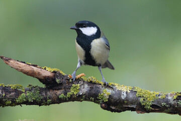 Kohlmeise (Parus major)  
