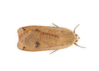 Large yellow underwing moth isolated on white background, Noctua pronuba