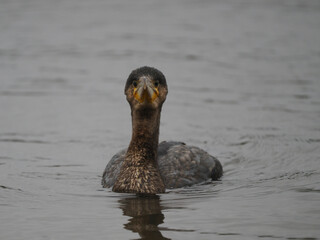Kormoran&nbsp;(Phalacrocorax carbo)