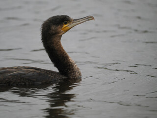Kormoran (Phalacrocorax carbo)