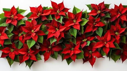  a close up of a bunch of red poinsettias on a white background with green leaves on the top of the poinsettia and bottom of the picture.