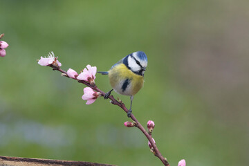 Blaumeise (Cyanistes caeruleu)