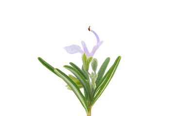 Rosemary flower isolated on white background, Salvia rosmarinus