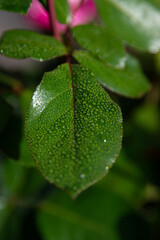 leaf with drops. raindrops on a green leaf. drop. background. natural. rain. raindrop. drops.