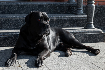 cane corso. black. labrador. retriever. puppy. animals. dog. 