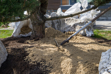 Gardener working in the garden, planting a tree in the garden