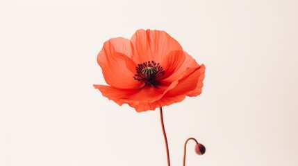 Poppy flowers in the studio. Concept of minimalism and elegance