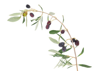 Olive tree branch isolated on white background, Olea europaea