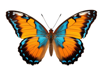 Butterfly with orange, black and blue wings Isolated on transparent Background