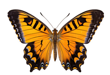 monarch butterfly on transparent background