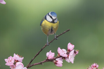 Blaumeise (Cyanistes caeruleu)