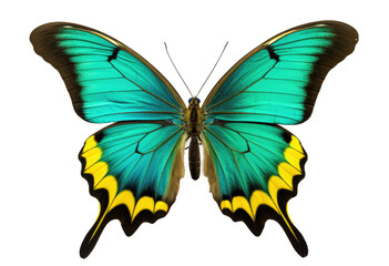 Butterfly with green and yellow wings Isolated on transparent Background