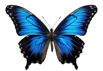 dark blue Butterfly Isolated on transparent background