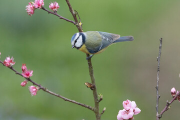 Blaumeise (Cyanistes caeruleu)