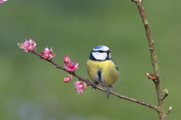 Blaumeise (Cyanistes caeruleu)