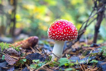 Red Toadstool in close-Up view in natural environment of autumn forest.