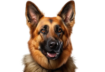 beautiful German Shepherd dog looking at the camera isolated on transparent background