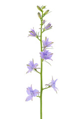 Oriental knight’s spur isolated on white background, Consolida orientalis