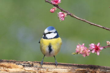 Blaumeise (Cyanistes caeruleu)