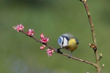 Blaumeise (Cyanistes caeruleu)