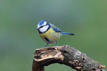 Blaumeise (Cyanistes caeruleu)