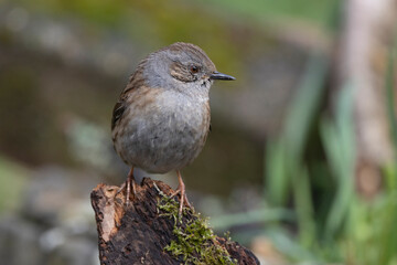 Heckenbraunelle (Prunella modularis)