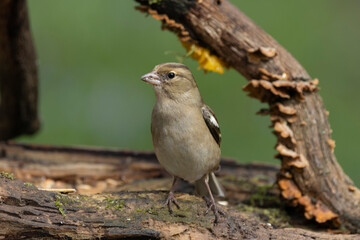 Buchfink (Fringilla coelebs)