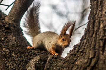 Fluffy squirrel sits on the bark of a tree on a poplar trunk	
