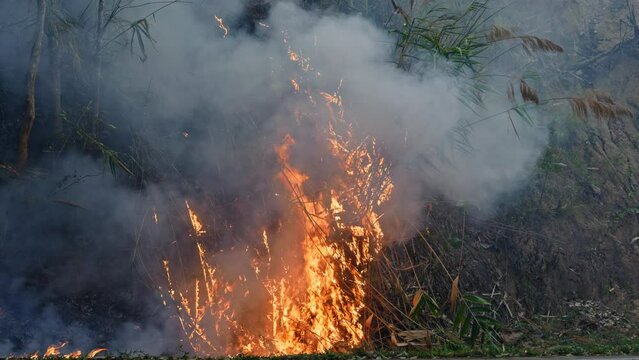 Ground fire: Forest during the dry season, ground fires cause widespread ignition of jungle grasses and rapid fire spread.