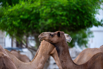 Camels at the camel market in Doha, Qatar