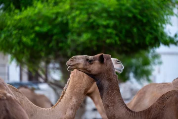 Foto op Plexiglas Camels at the camel market in Doha, Qatar © Ali